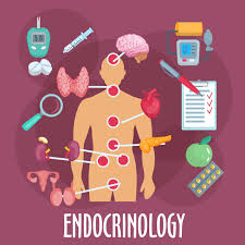 Endocrine